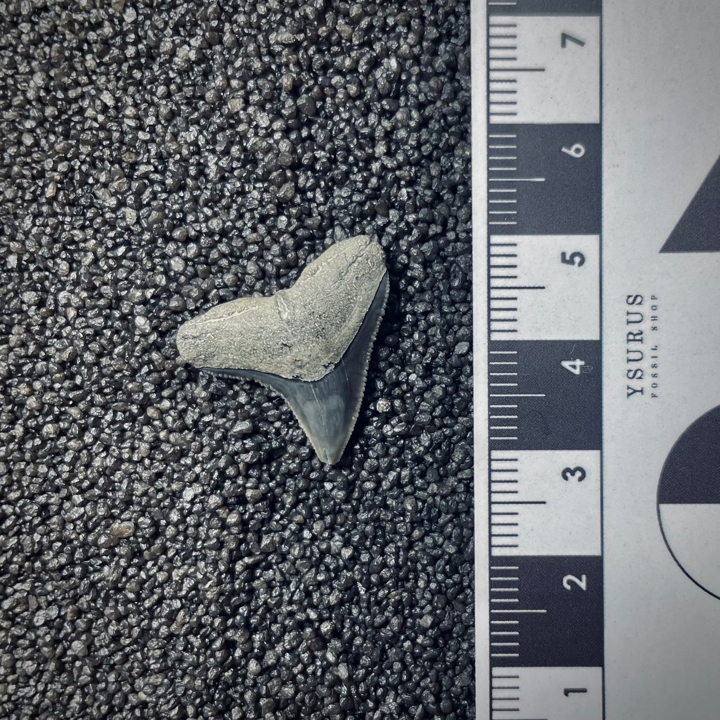 F1853 | Squalo | Carcharhinus sp.