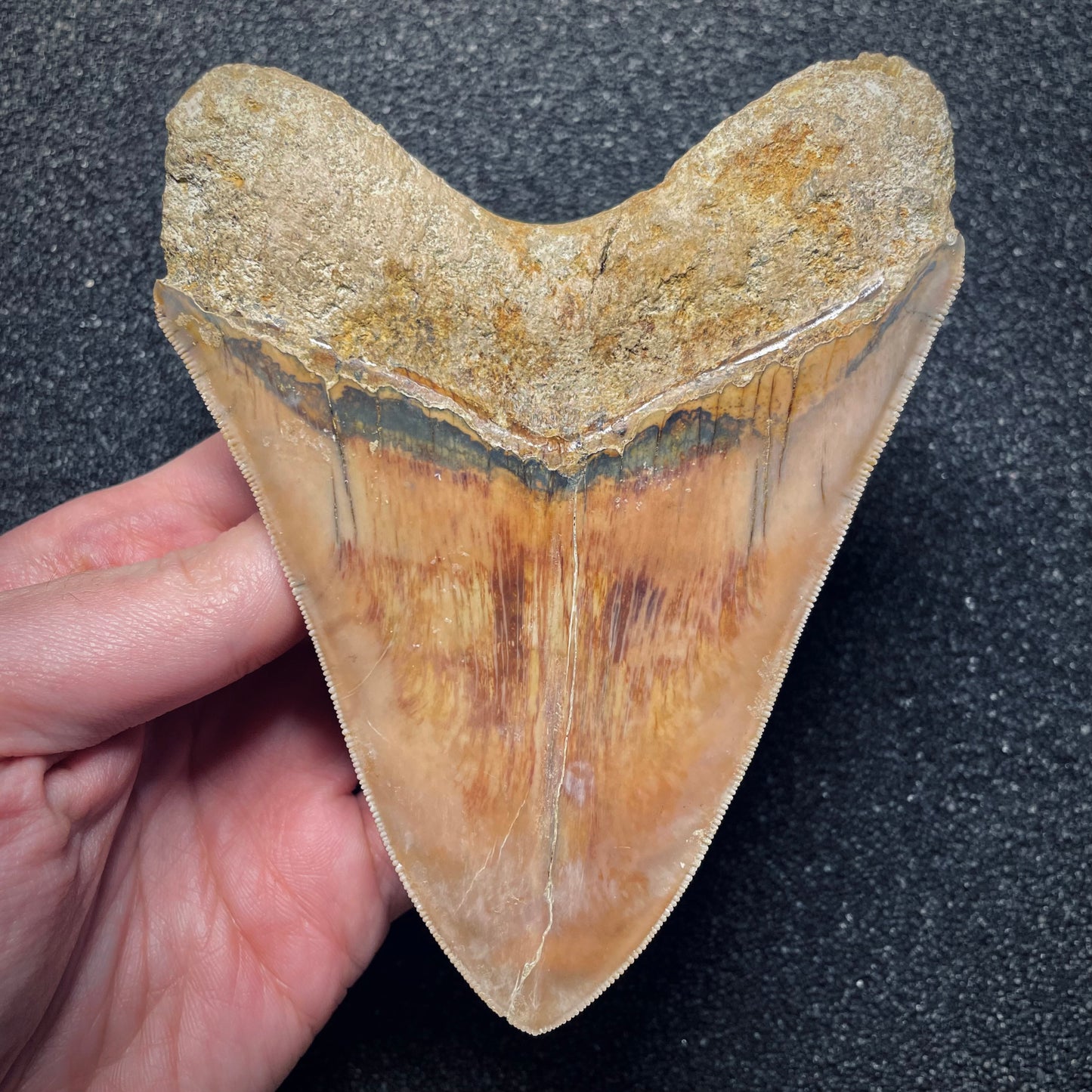 F1727 | Squalo | Otodus megalodon