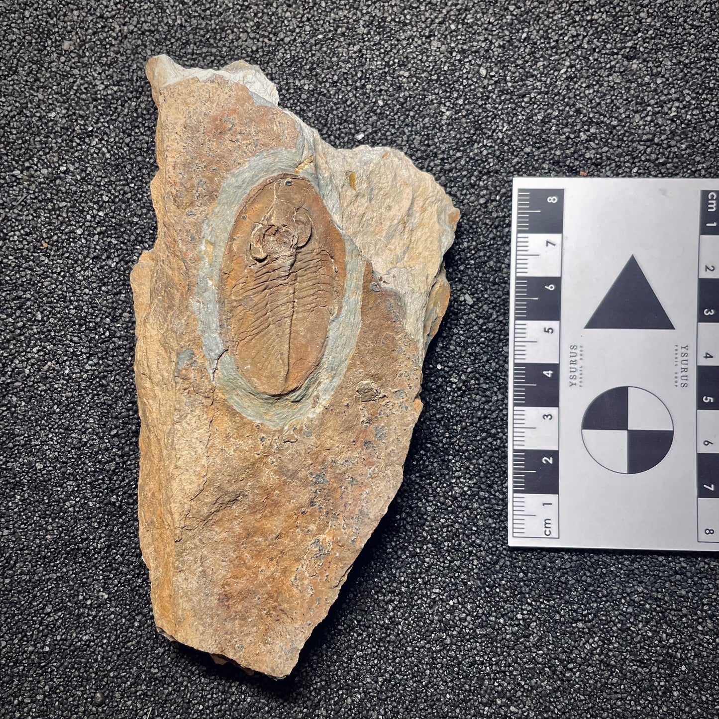 F1587 | Trilobite | Nobiliasaphus nobilis