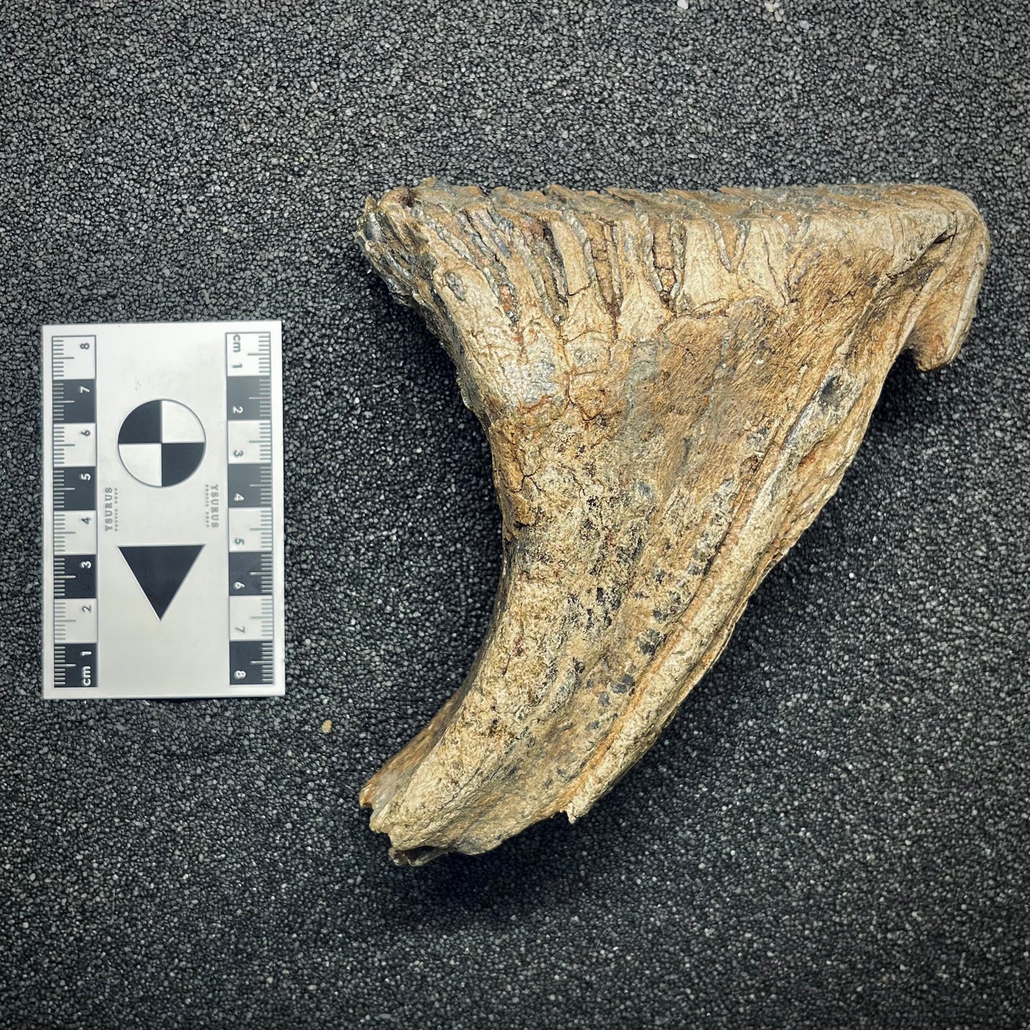 F2785 | Mammut | Mammuthus sp.