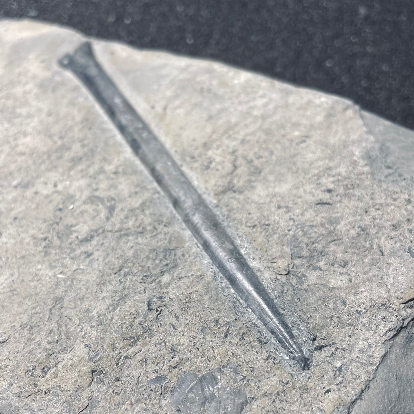 F1839 | Belemnite | Belemnoidea indet.
