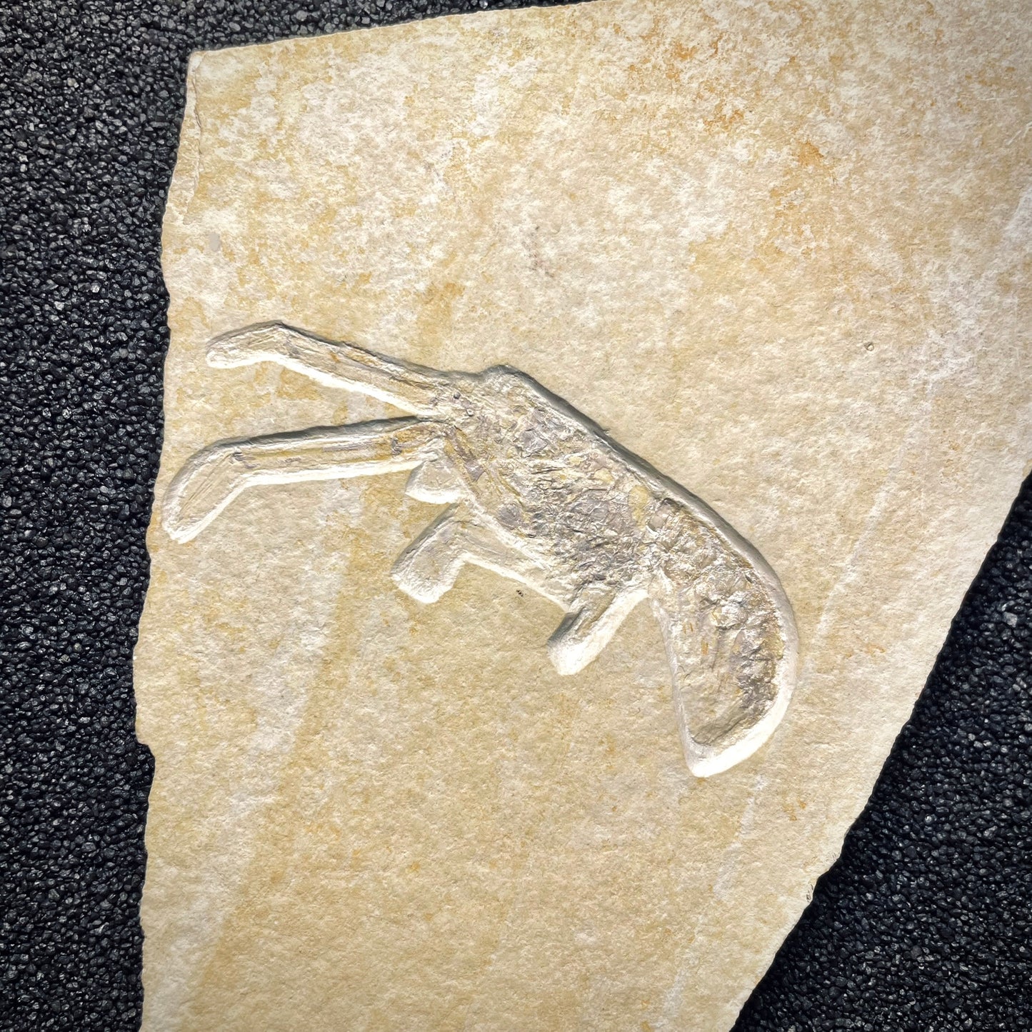 F1716 | Glifeide | Mecochirus longimanus