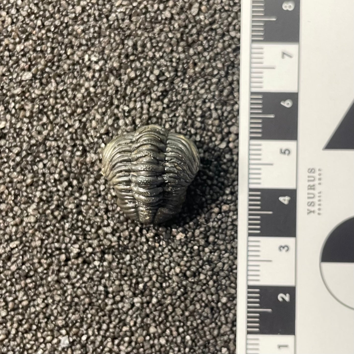 F2599 | Trilobite | Phacopidae indet.