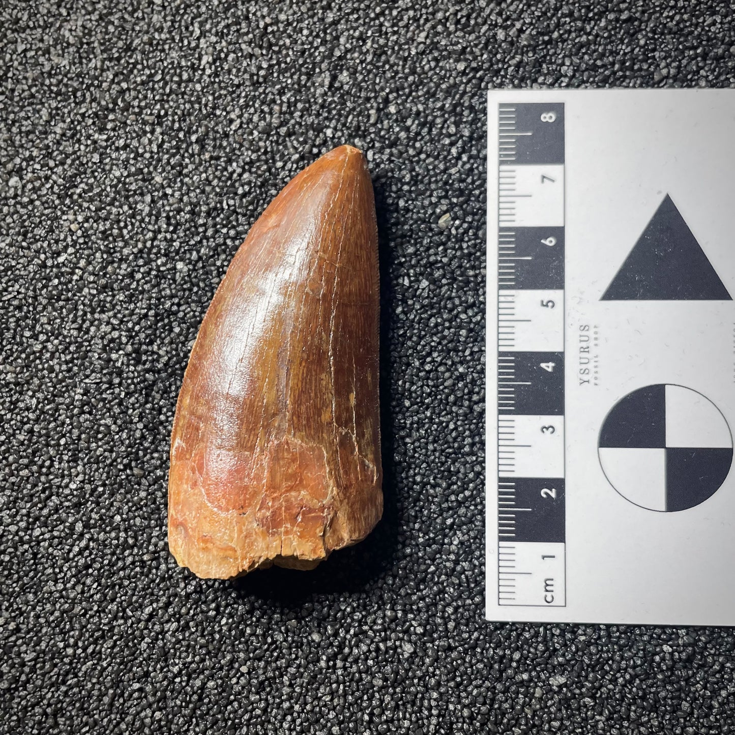 F2094 | Dinosauro | Carcharodontosaurus saharicus