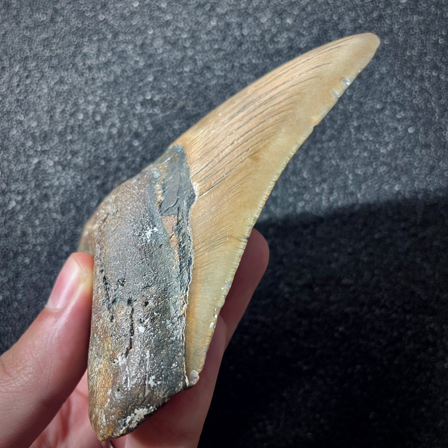 F1998 | Squalo | Otodus megalodon