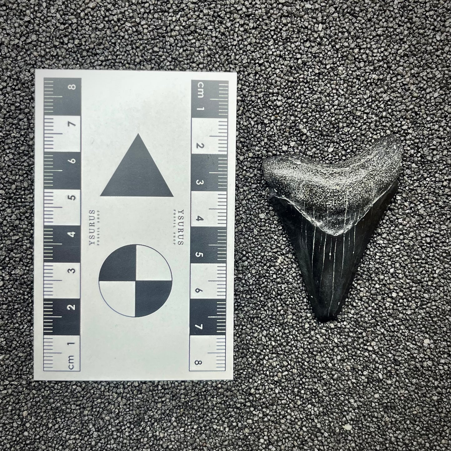 F2916 | Squalo | Otodus megalodon