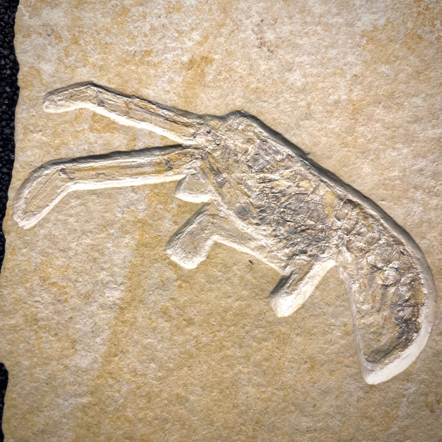 F1716 | Glifeide | Mecochirus longimanus