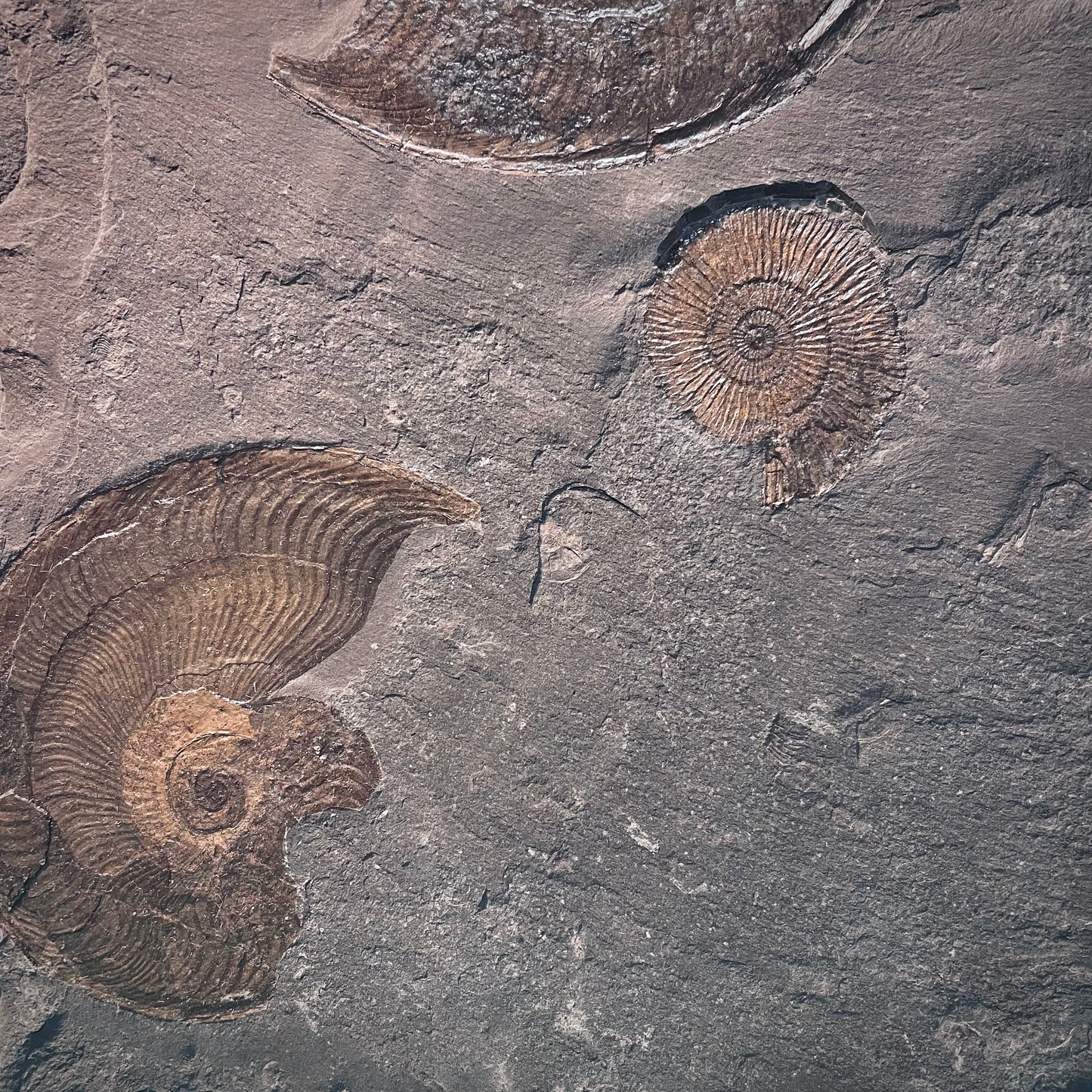 F1975 | Ammonite | Dactylioceras commune & Harpoceras falcifer