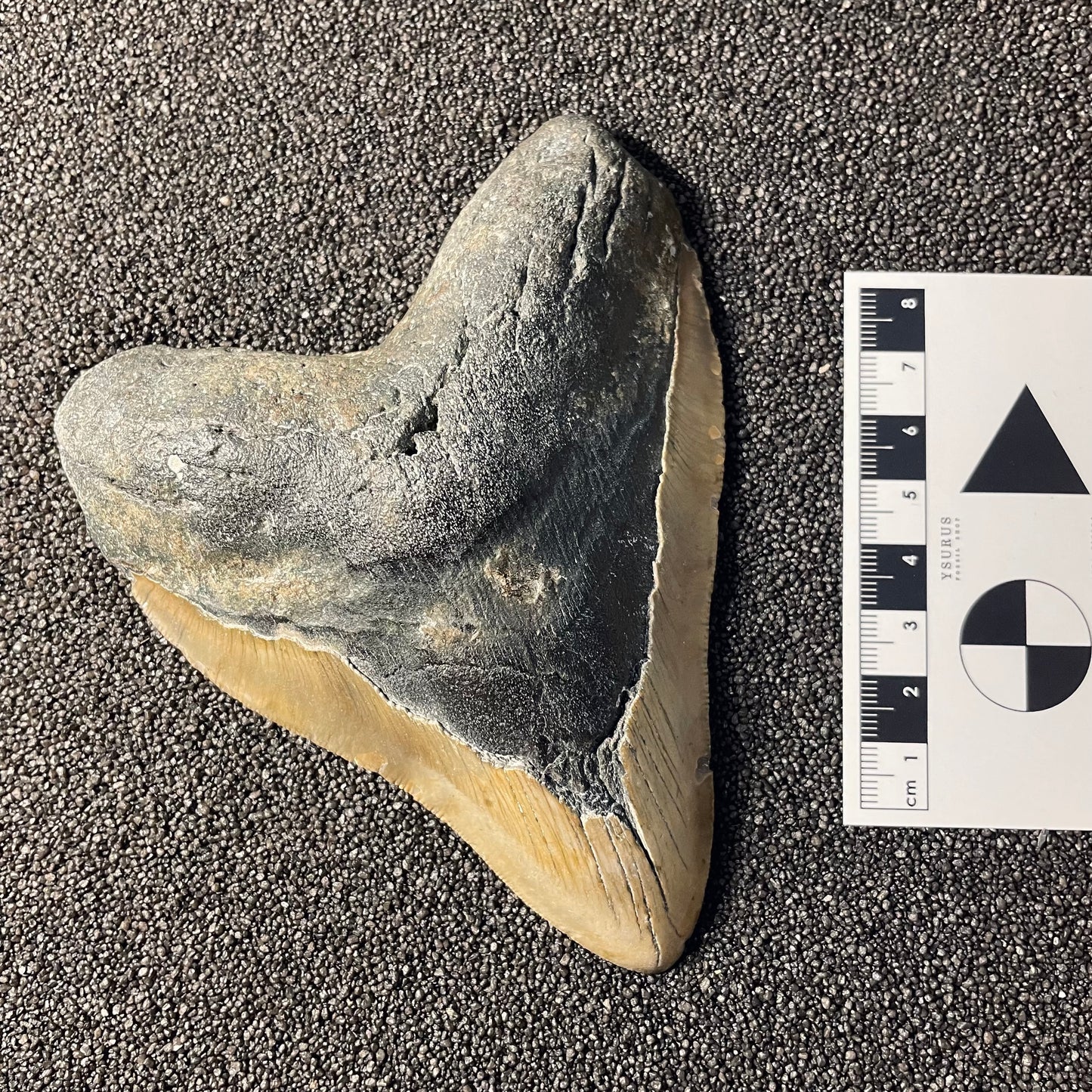 F2358 | Squalo | Otodus megalodon