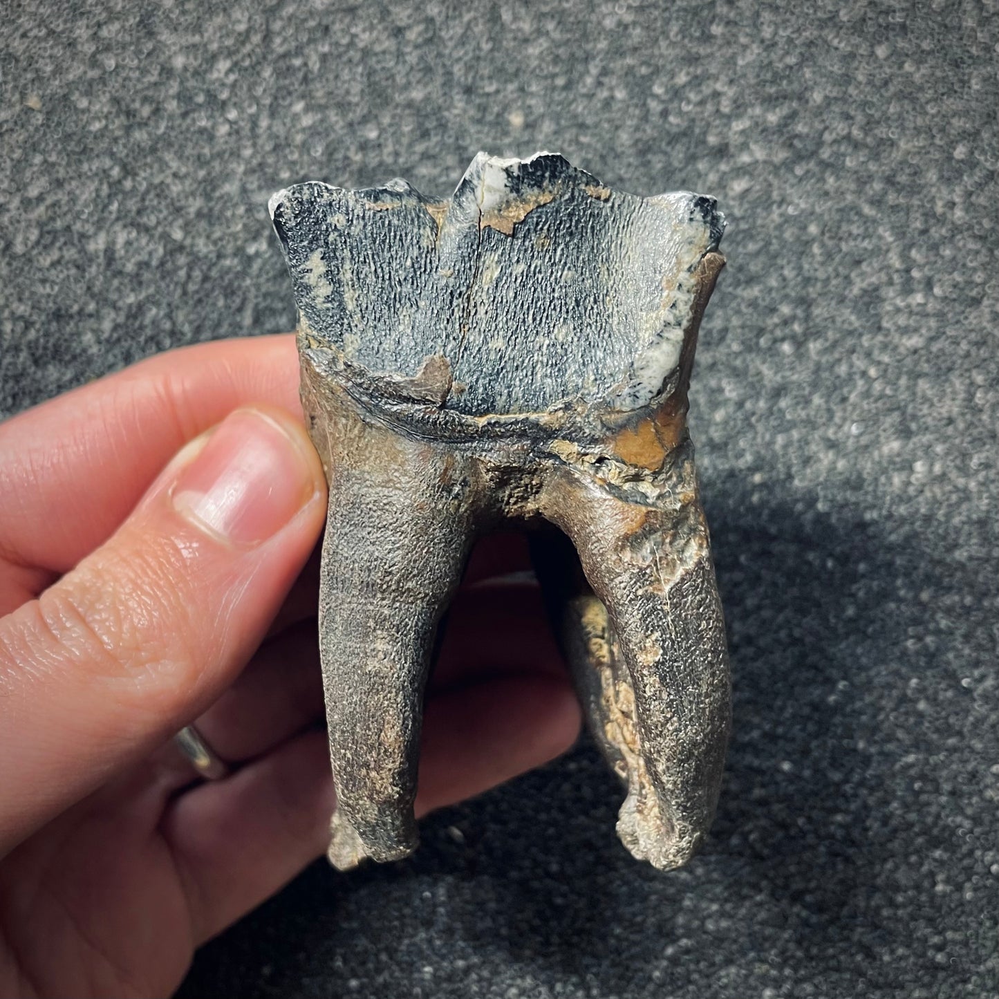 F1652 | Rinoceronte lanoso | Coelodonta sp.