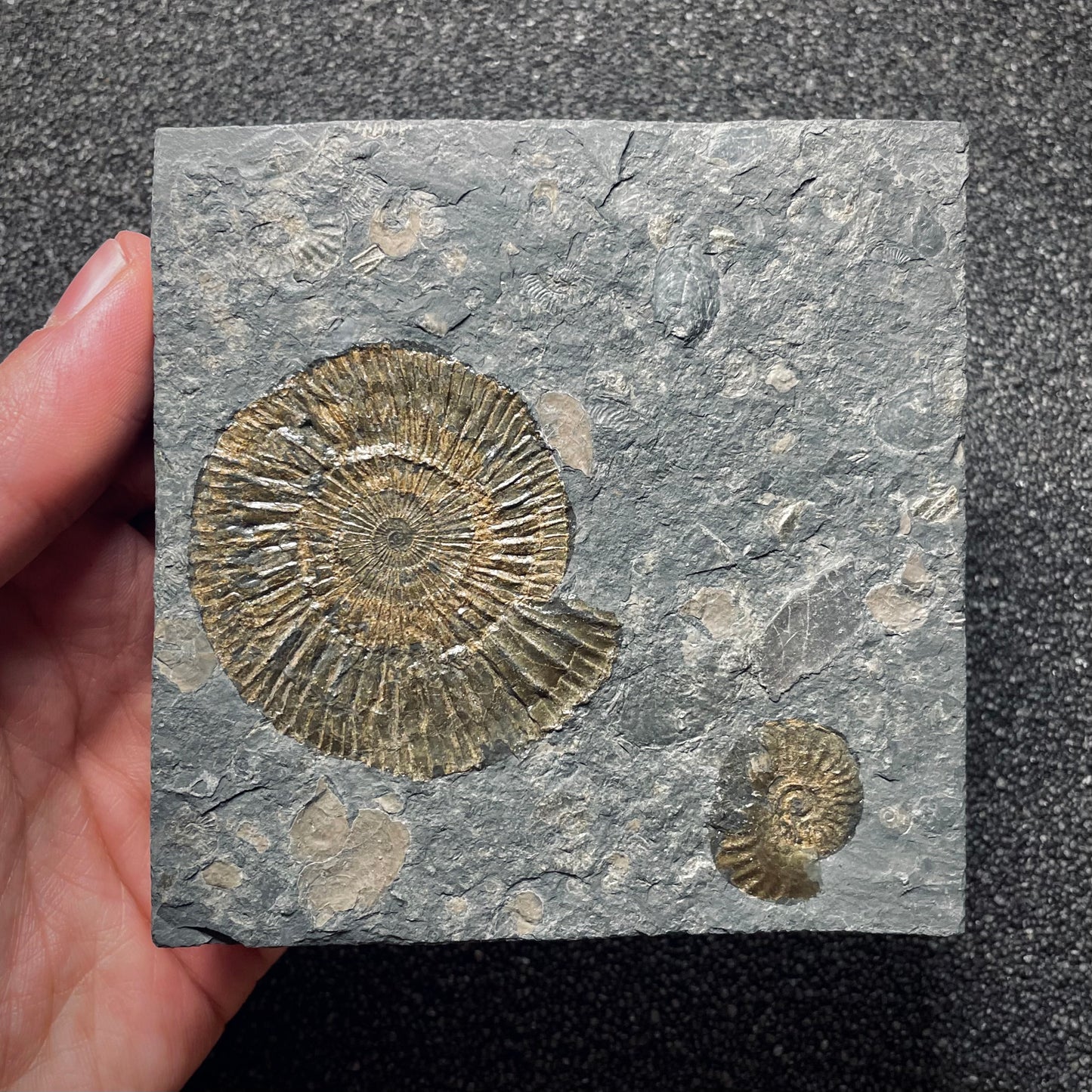 F1758 | Ammonite | Dactylioceras commune
