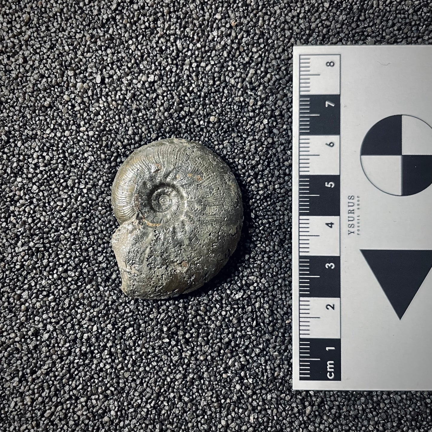 F2546 | Ammonite | Pleydellia sp.