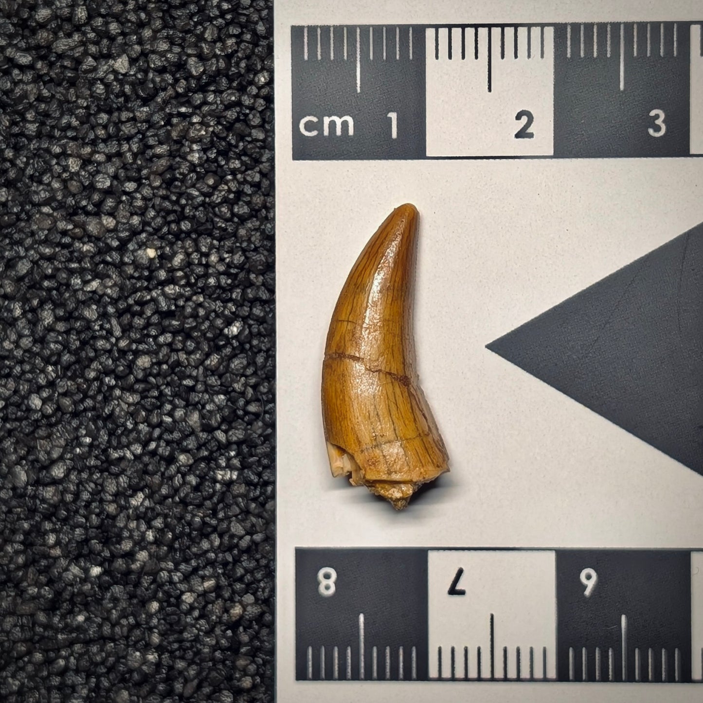 F2795 | Dinosauro | Abelisauridae indet.