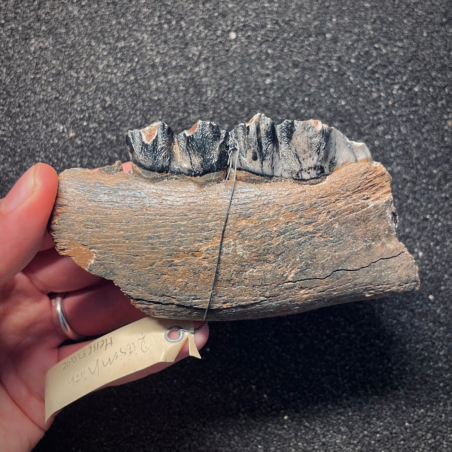 F1561 | Cervo gigante | Megaloceros giganteus