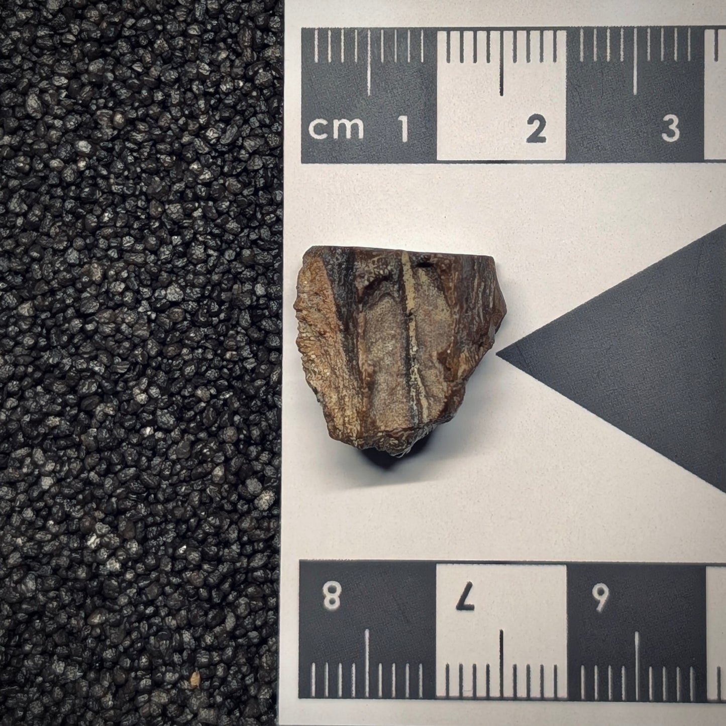 F2801 | Dinosauro | Triceratops sp.