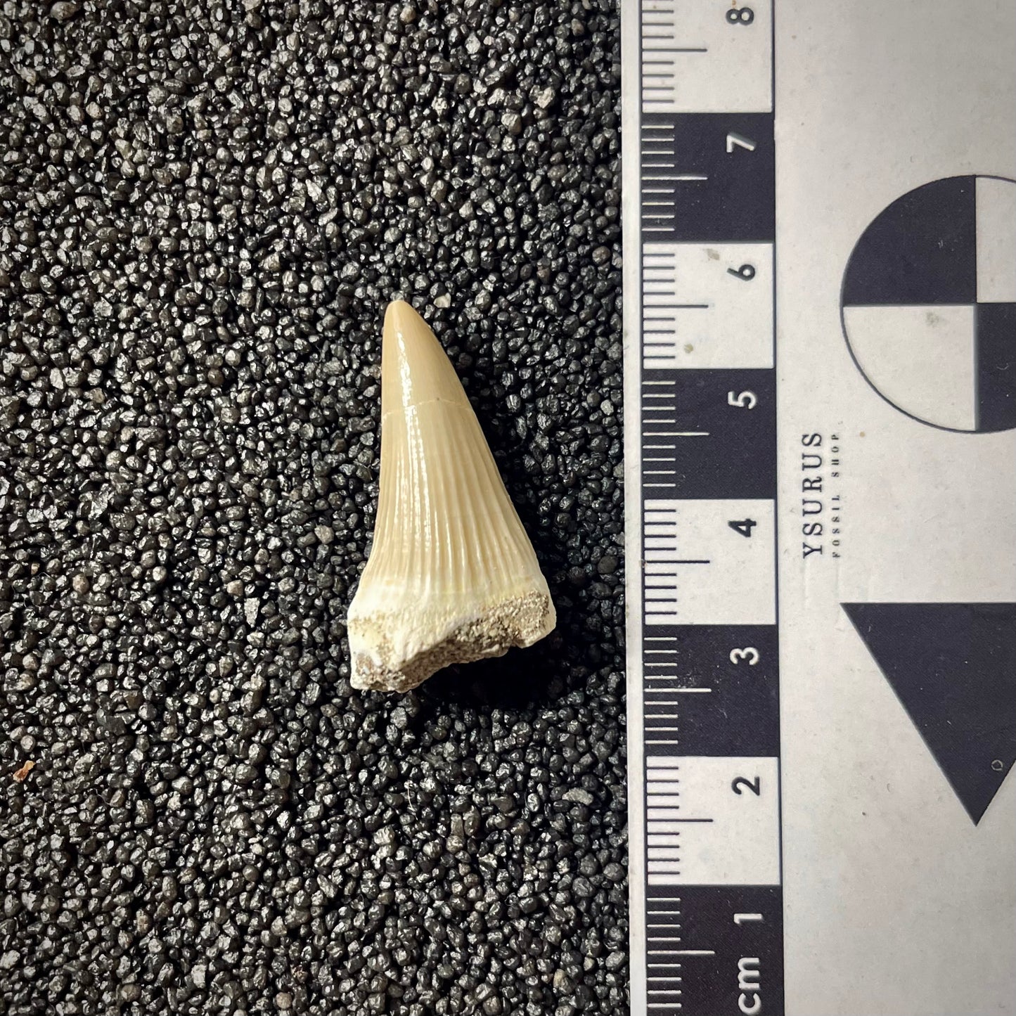 F1993 | Mosasauro | Gavialimimus almaghribensis