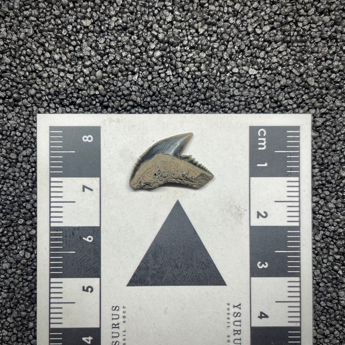 F3035 | Squalo | Galeocerdo aduncus