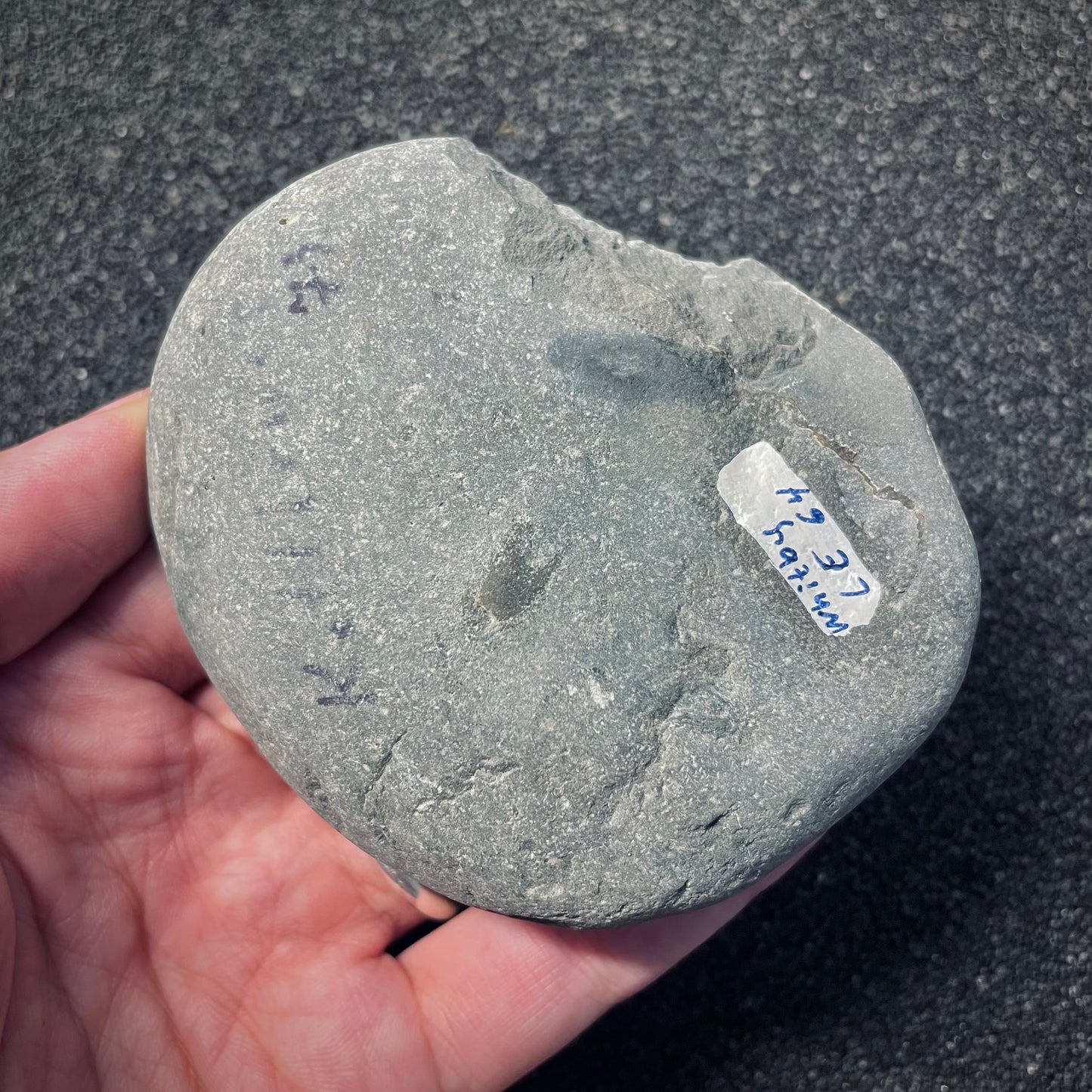 F1982 | Ammonite | Schlothemia sp.