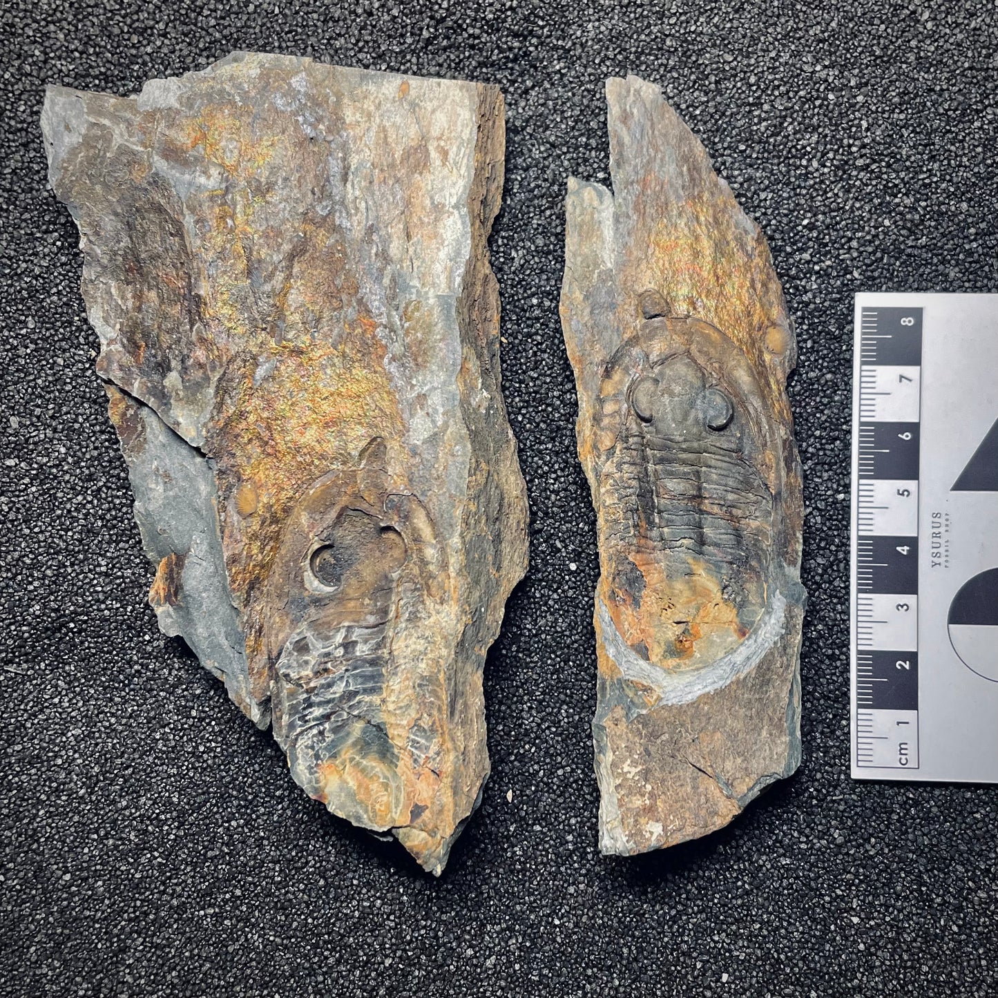 F1588 | Trilobite | Nobiliasaphus nobilis
