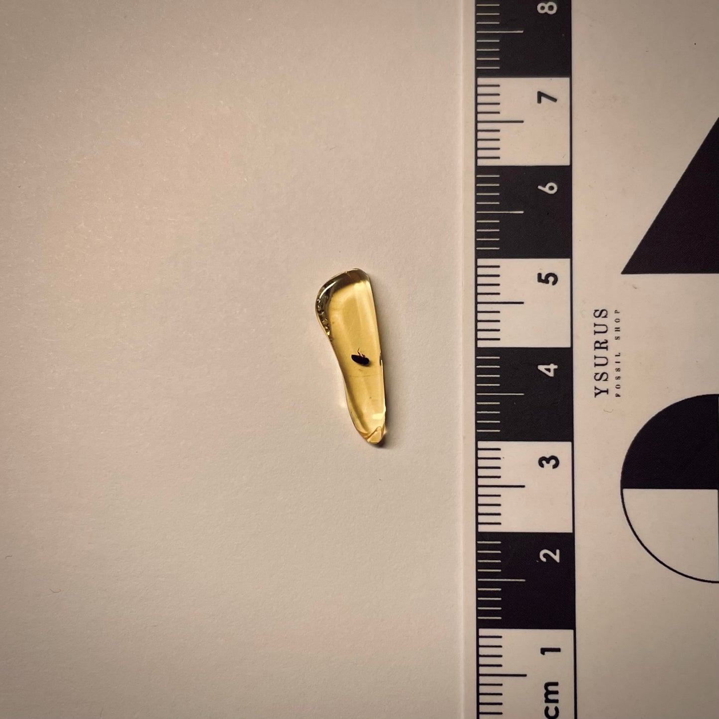 F1732 | Ambra con inclusione | Ptinidae indet.