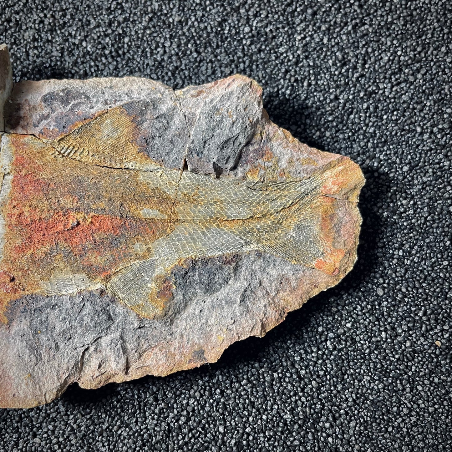 F2012 | Pesce | Pteronisculus cicatrosus