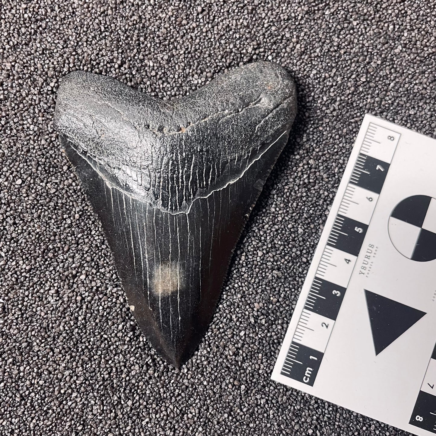 F2437 | Squalo | Otodus megalodon