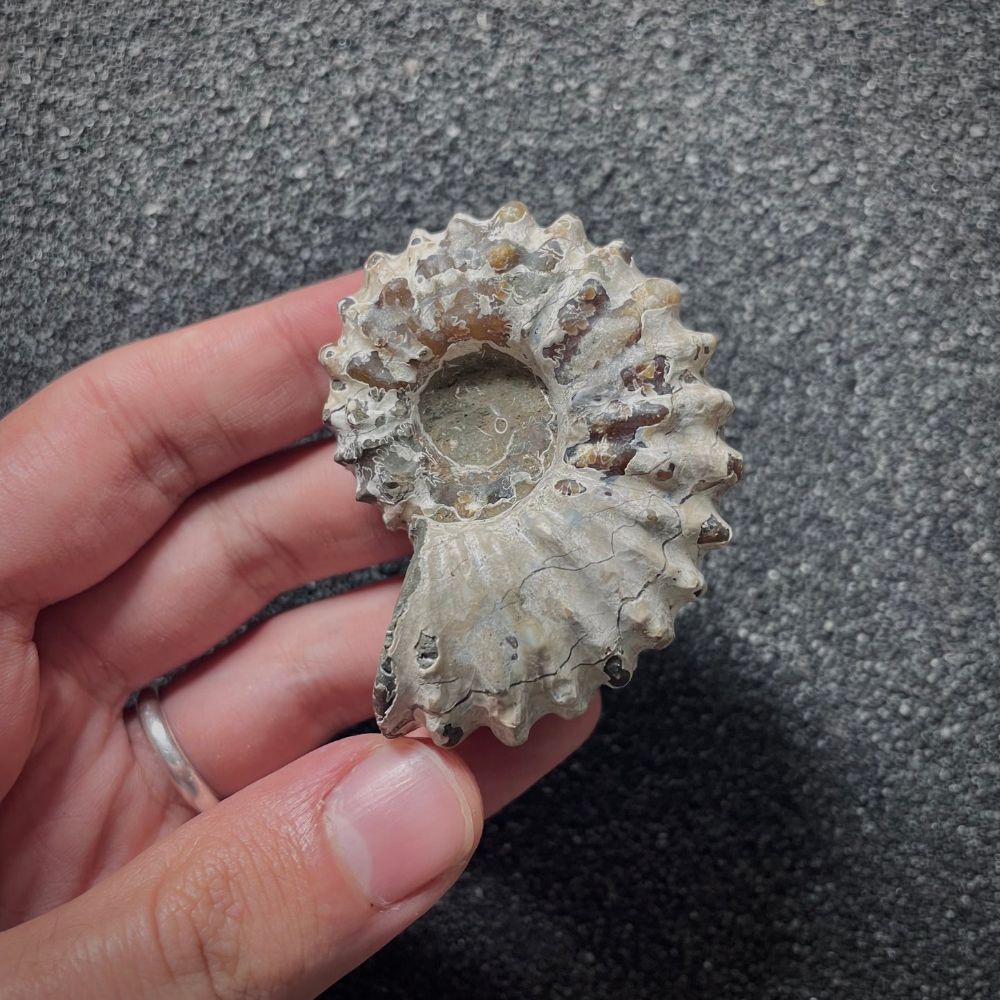 F2019 | Ammonite | Douvilleiceras sp.