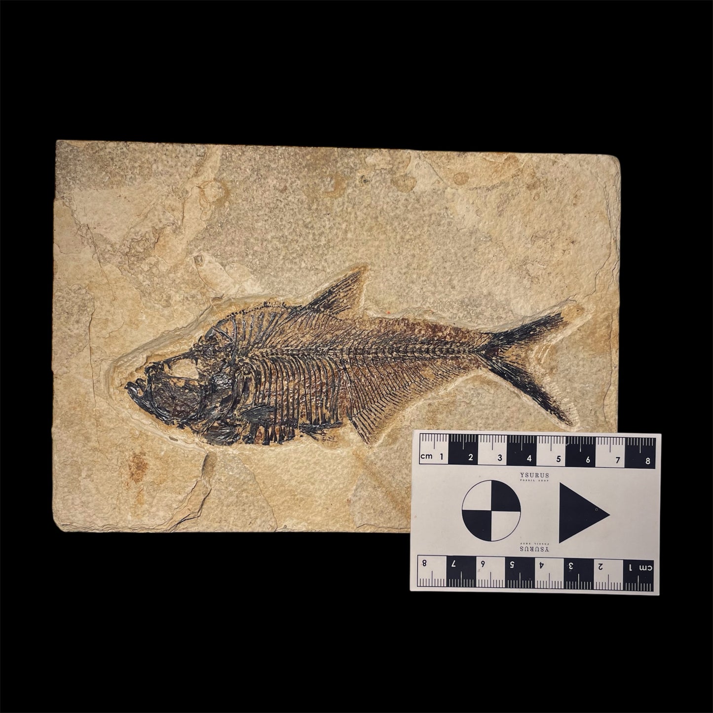F1967 | Pesce | Diplomystus dentatus