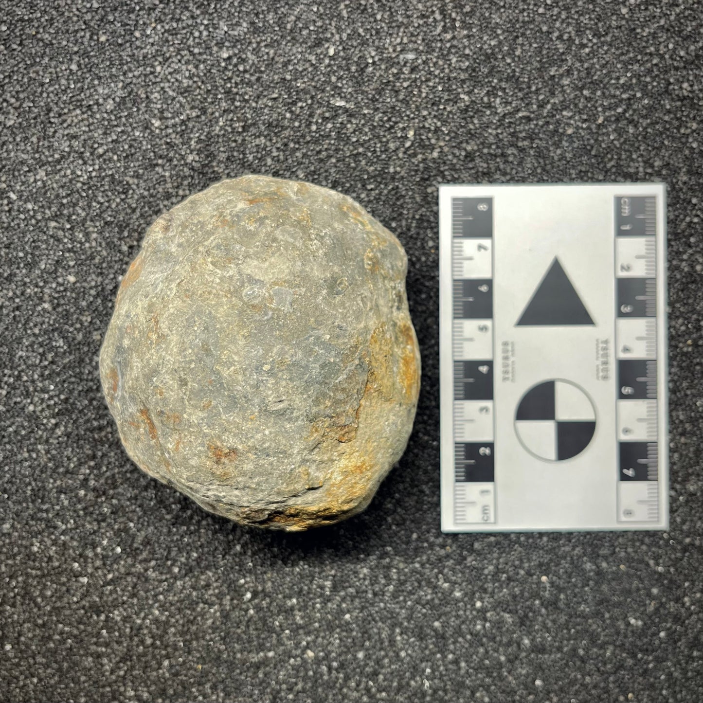 FNP26 | Fossile da preparare | Ammonite | Dactylioceratidae indet.