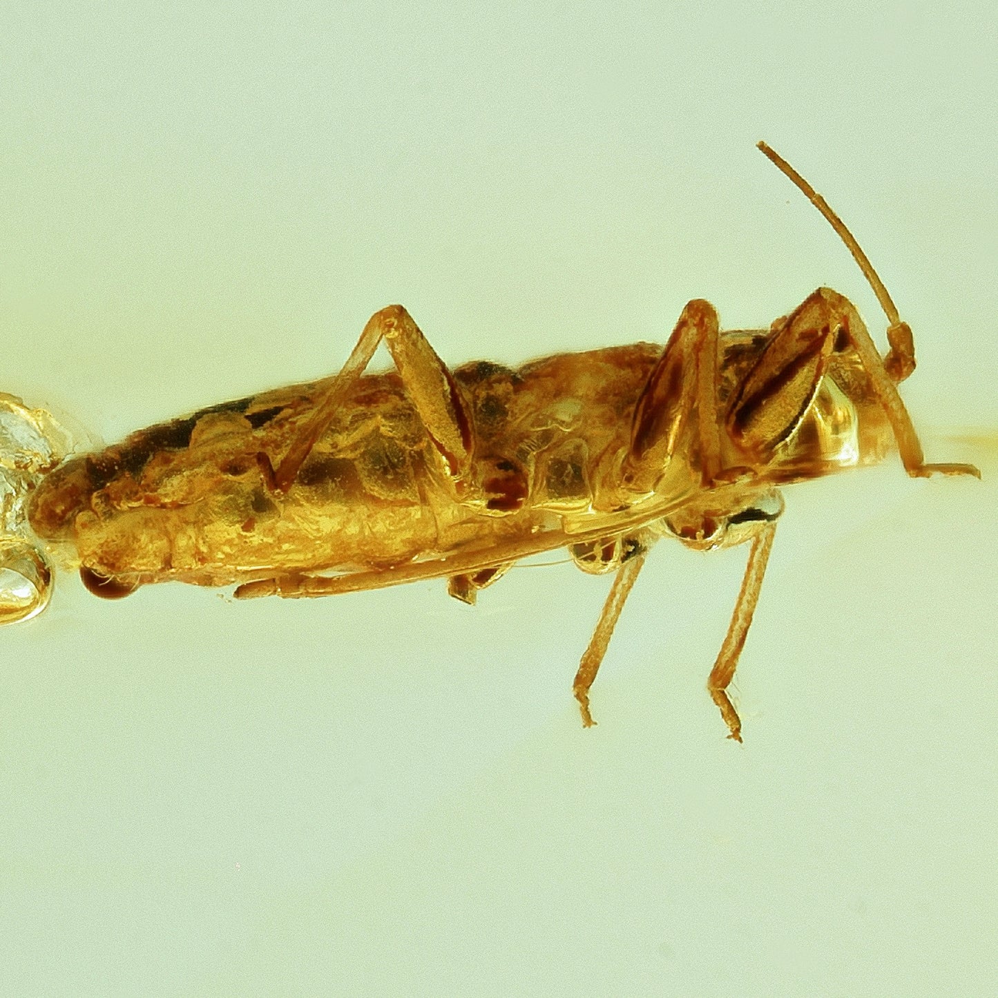 F1743 | Ambra con inclusione | Aphididae indet.