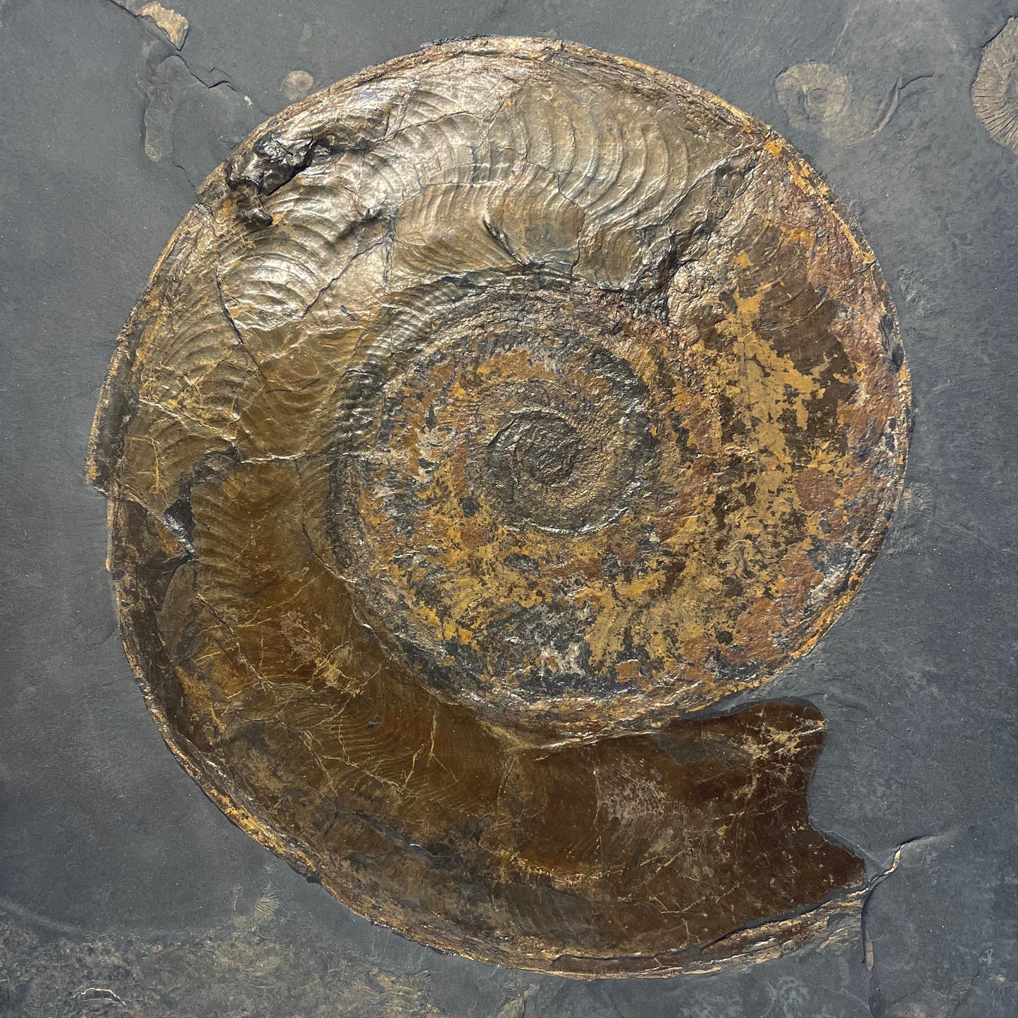 F1472 | Ammonite | Harpoceras falcifer