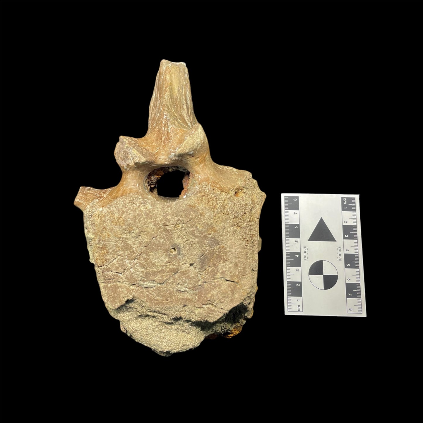 F2824 | Dinosauro | Edmontosaurus sp.
