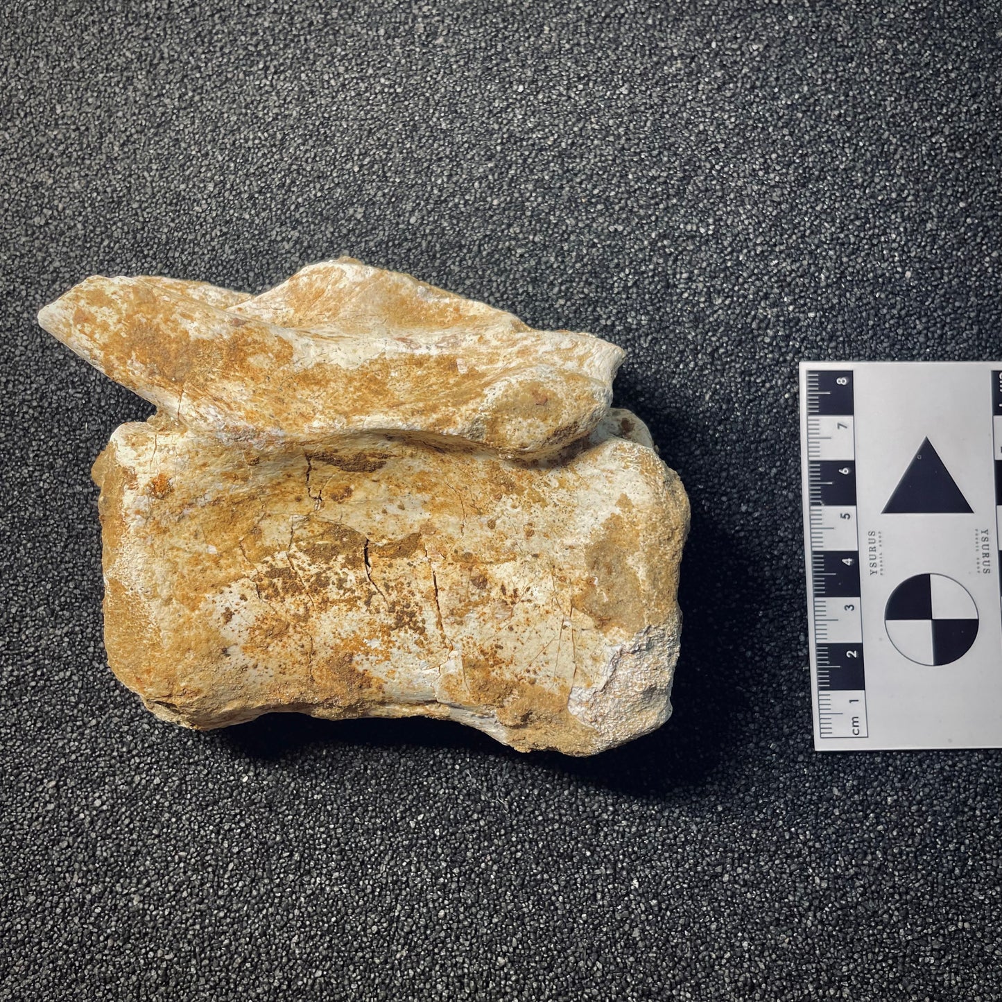 F1939 | RARO | Dinosauro | Carcharodontosaurus saharicus