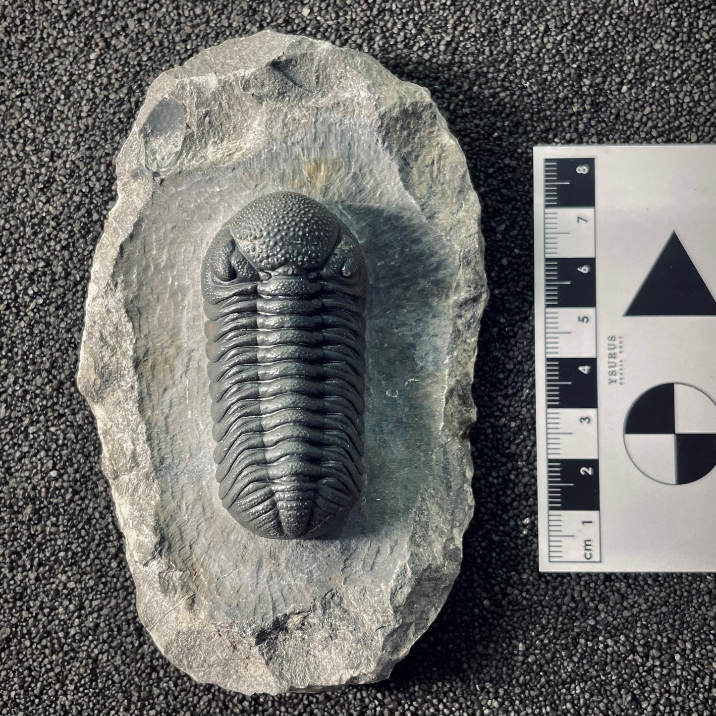 F2613 | Trilobite | Phacopidae indet.