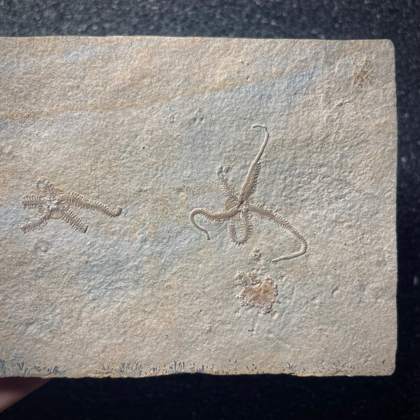F1927 | Stella marina | Ophiopetra lithographica