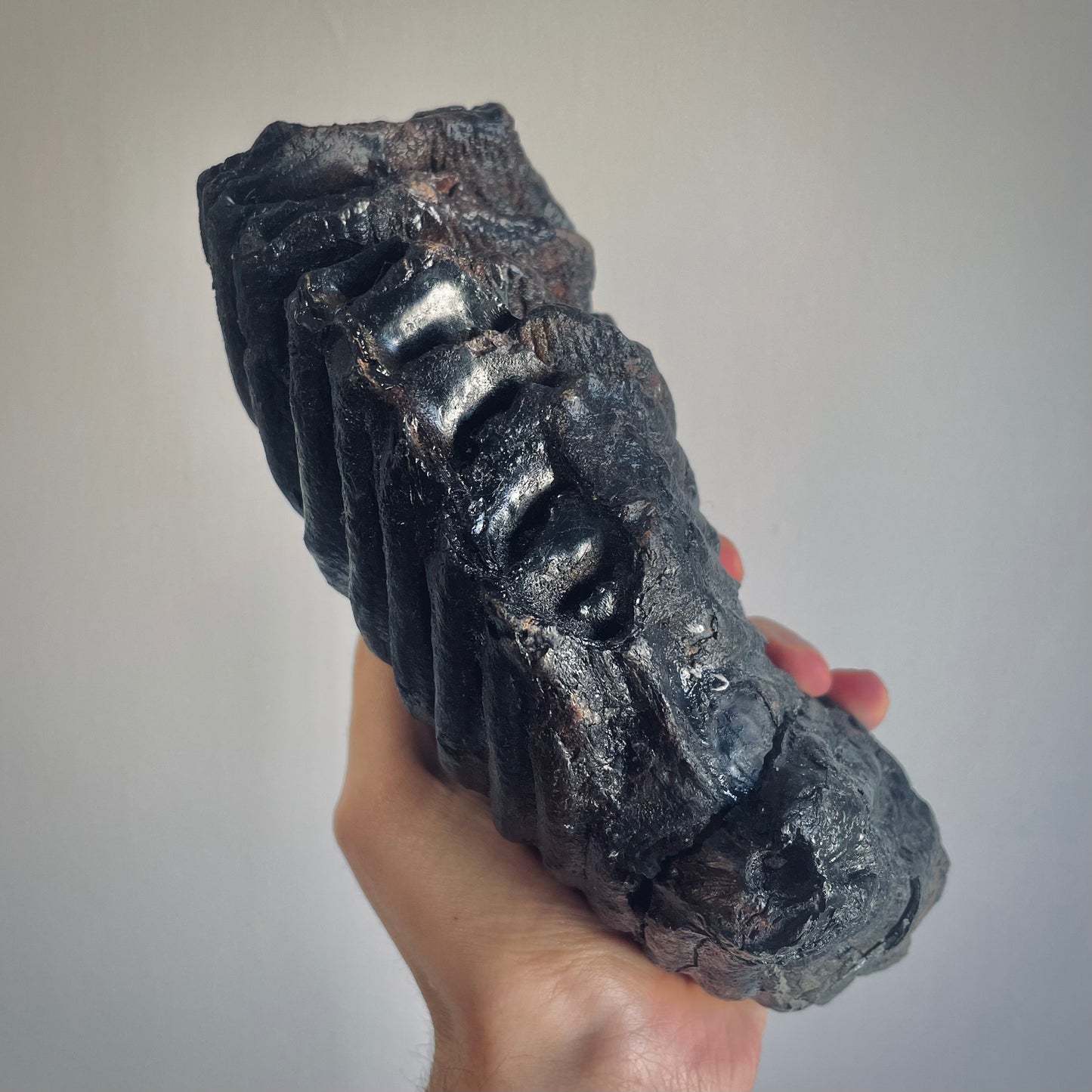 F1559 | Mammut | Mammuthus sp.