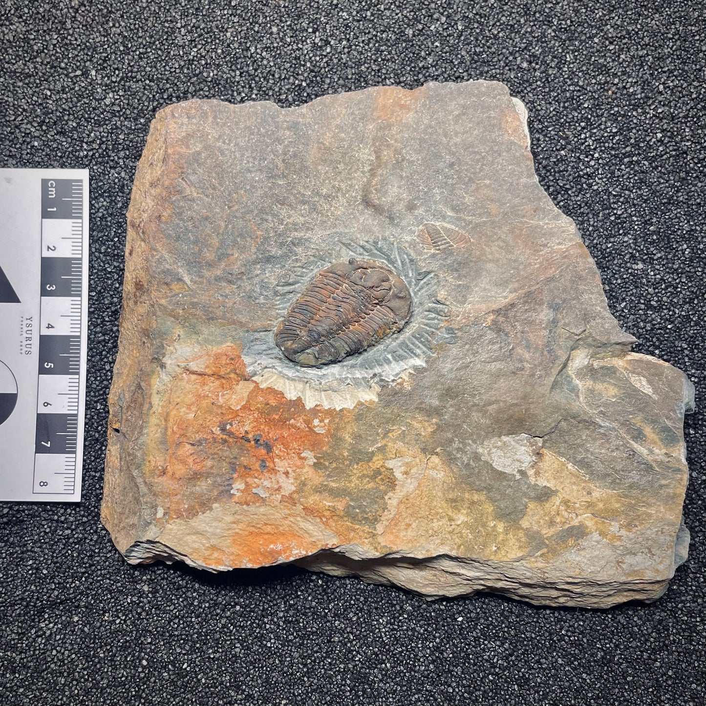 F1579 | Trilobite | Prionocheilus mendax