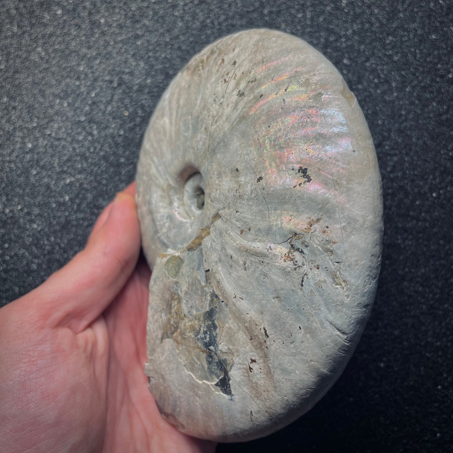 F1974 | Ammonite | Cleoniceras sp.