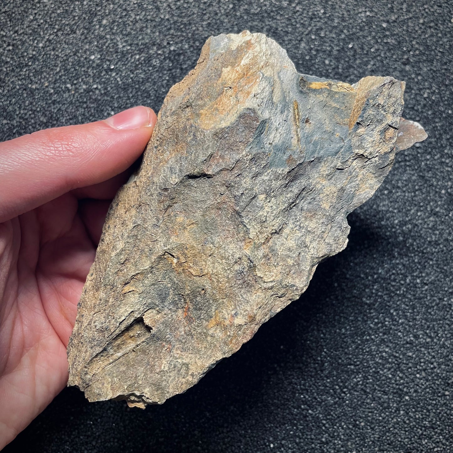 F1587 | Trilobite | Nobiliasaphus nobilis