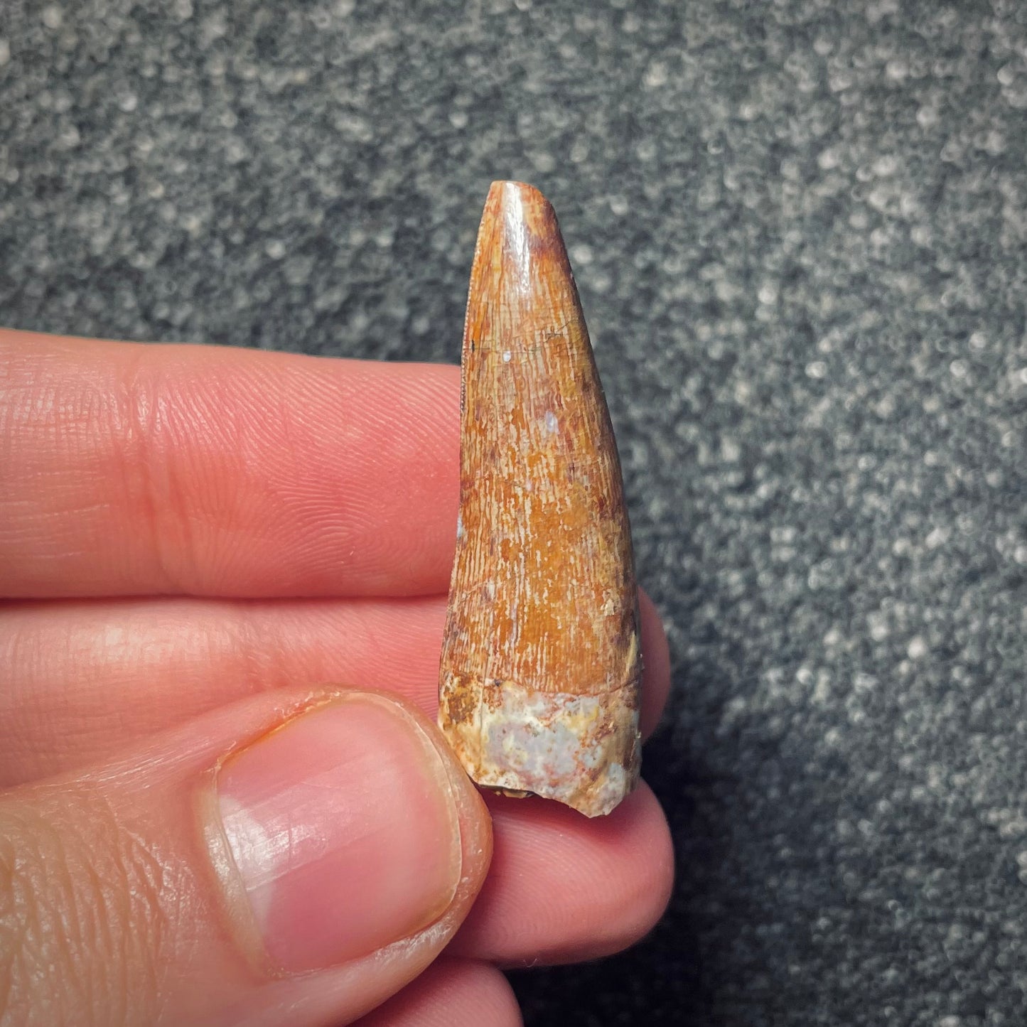 F1859 | Fitosauro | Phytosauridae indet.