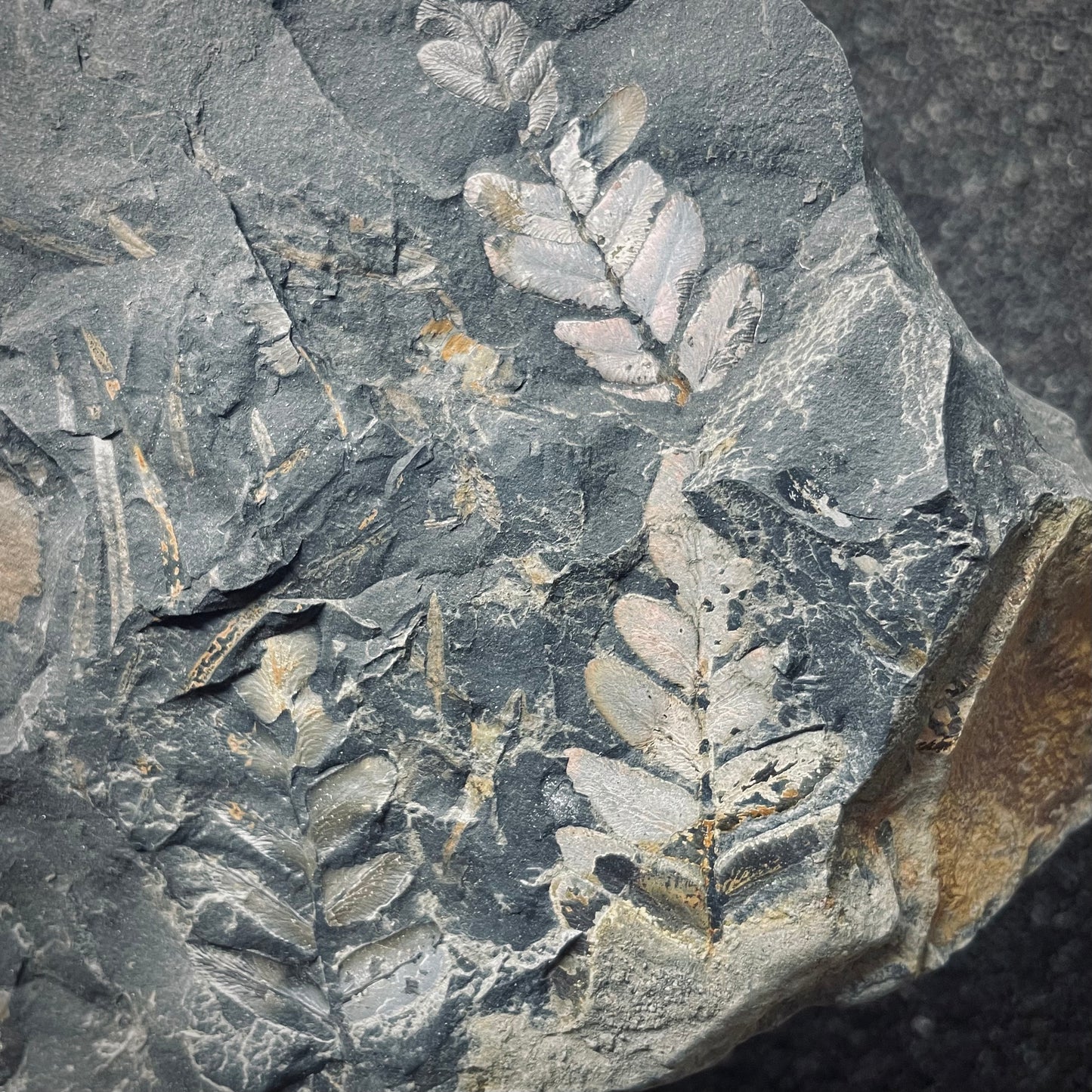 F2044 | Pianta | Neuropteris sp.