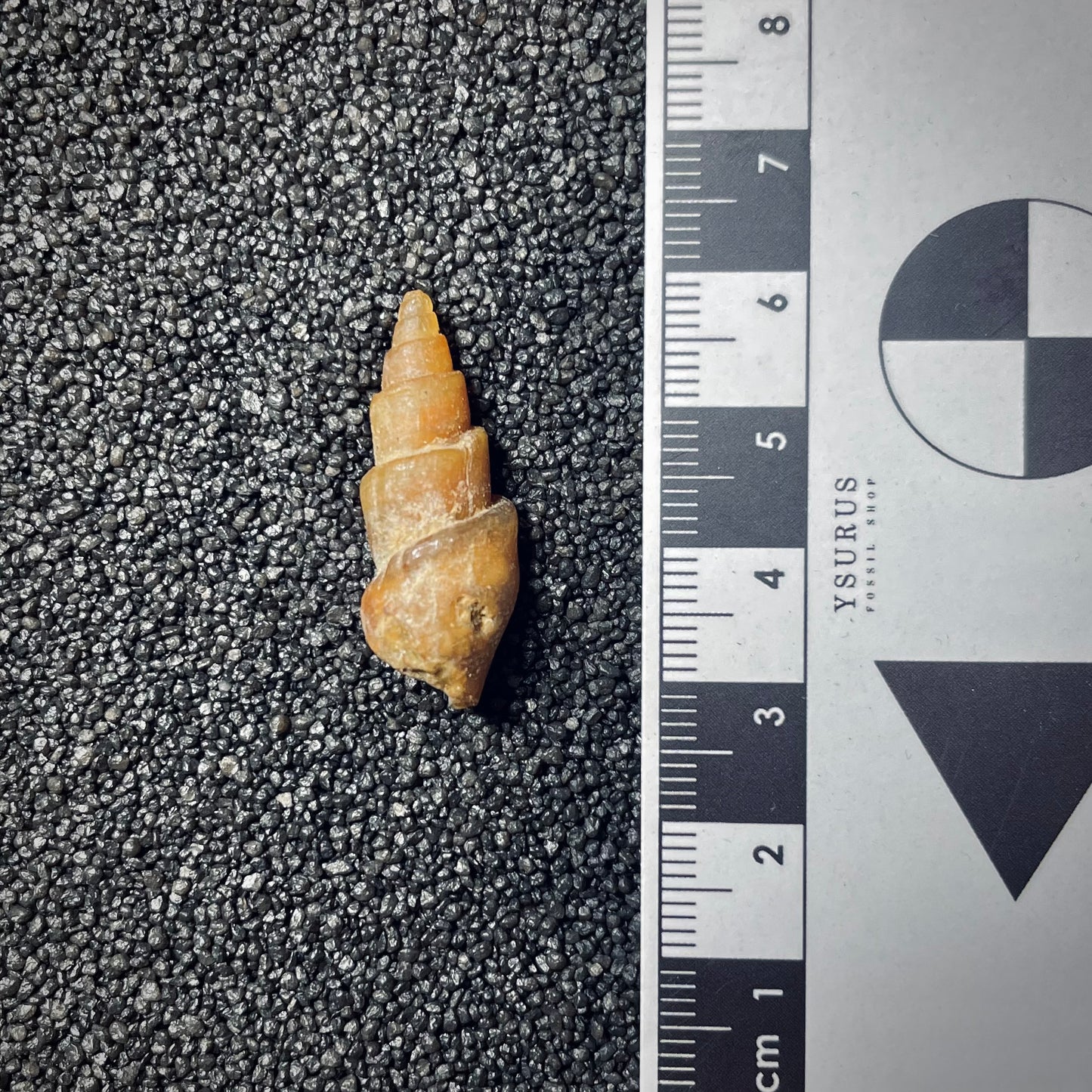 F1440 | Gasteropode | Gastropoda indet.