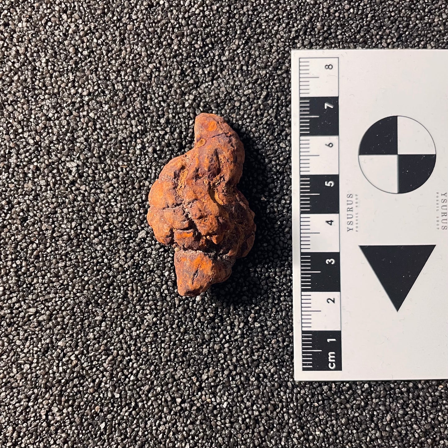 F2458 | Coprolite - Cololite | Testuggine