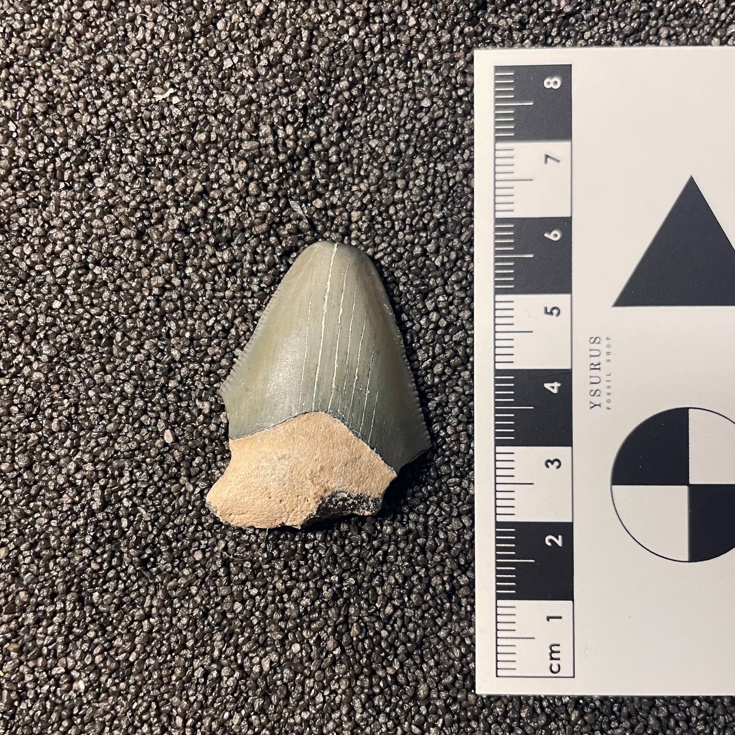 F2443 | Squalo | Otodus megalodon