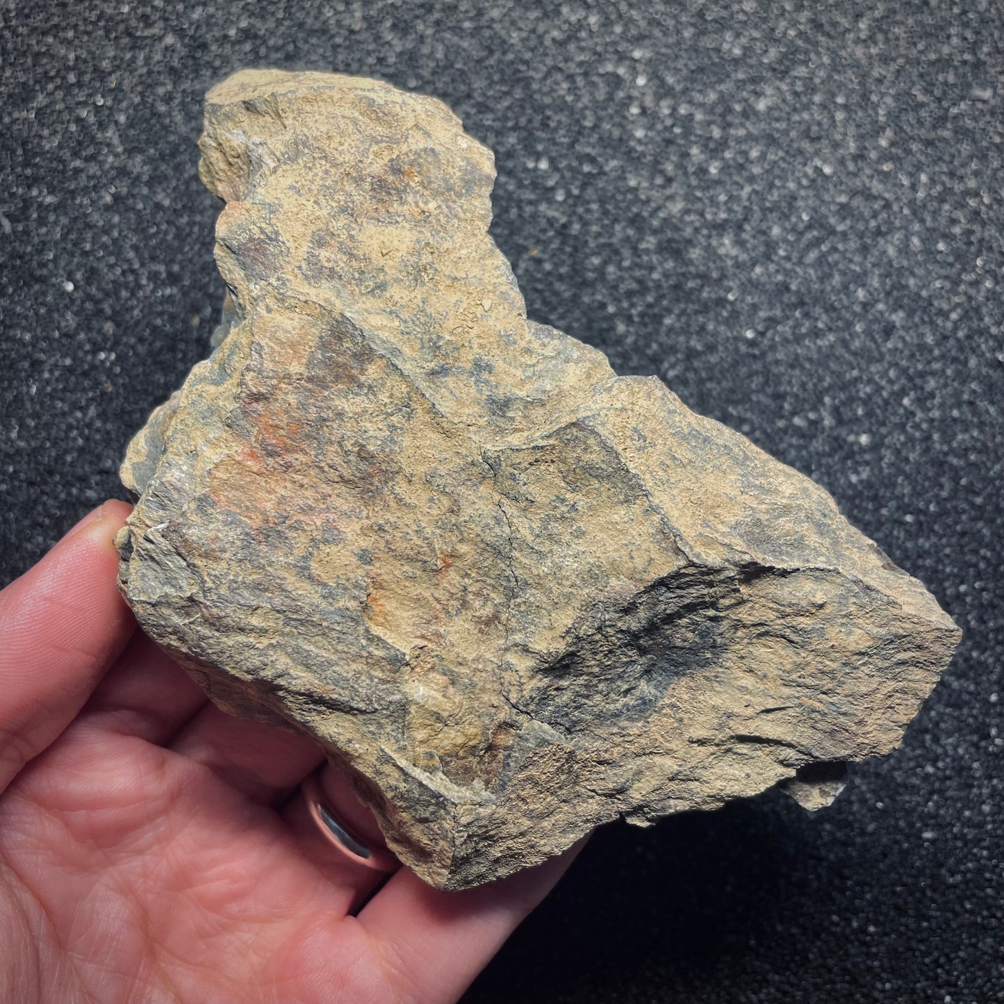 F1606 | Trilobite | Eodalmanitina macrophtalma