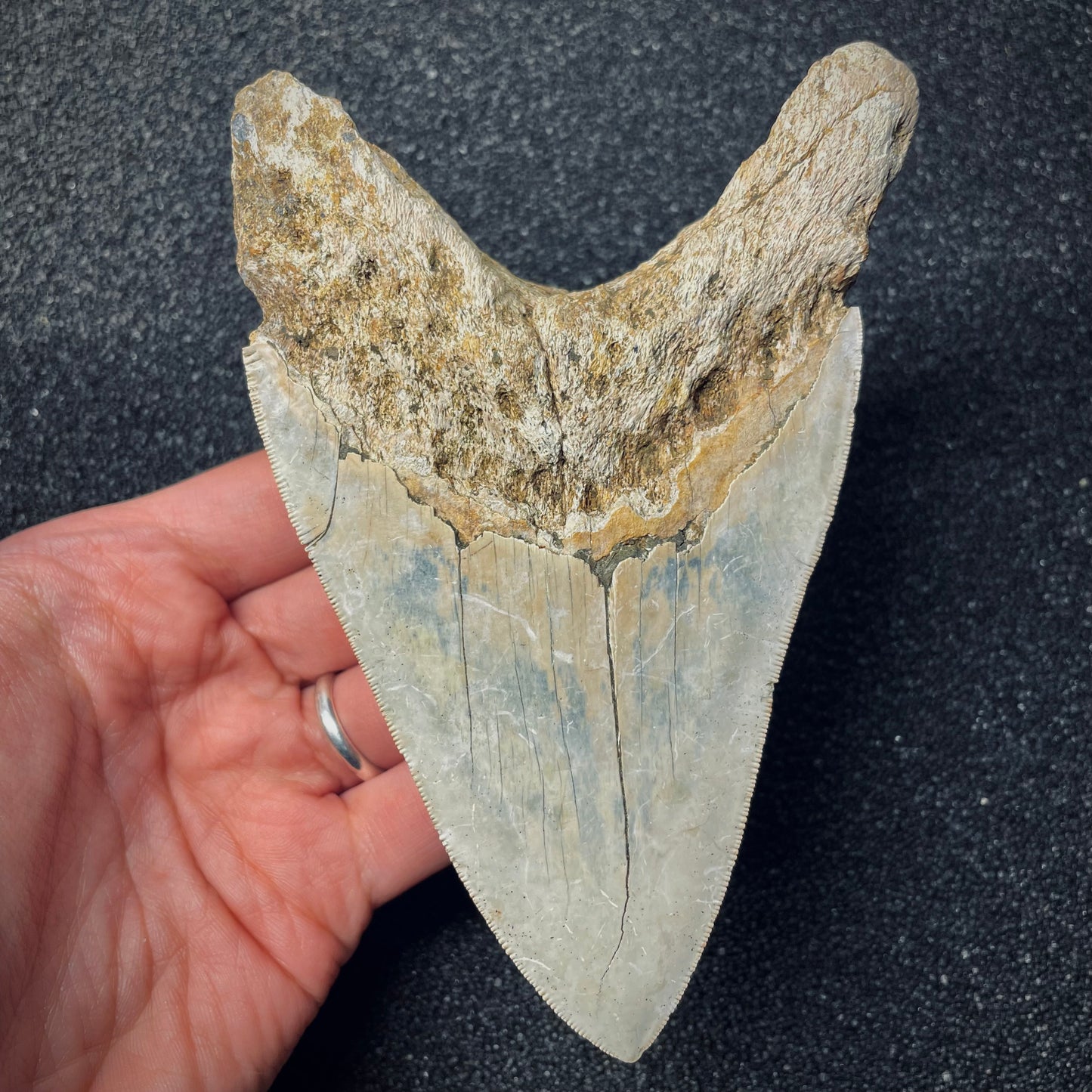 F1479 | Squalo | Otodus megalodon