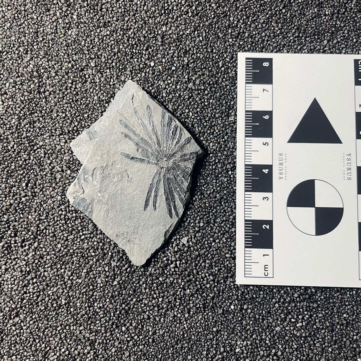 F2493 | Pianta | Annularia sp.