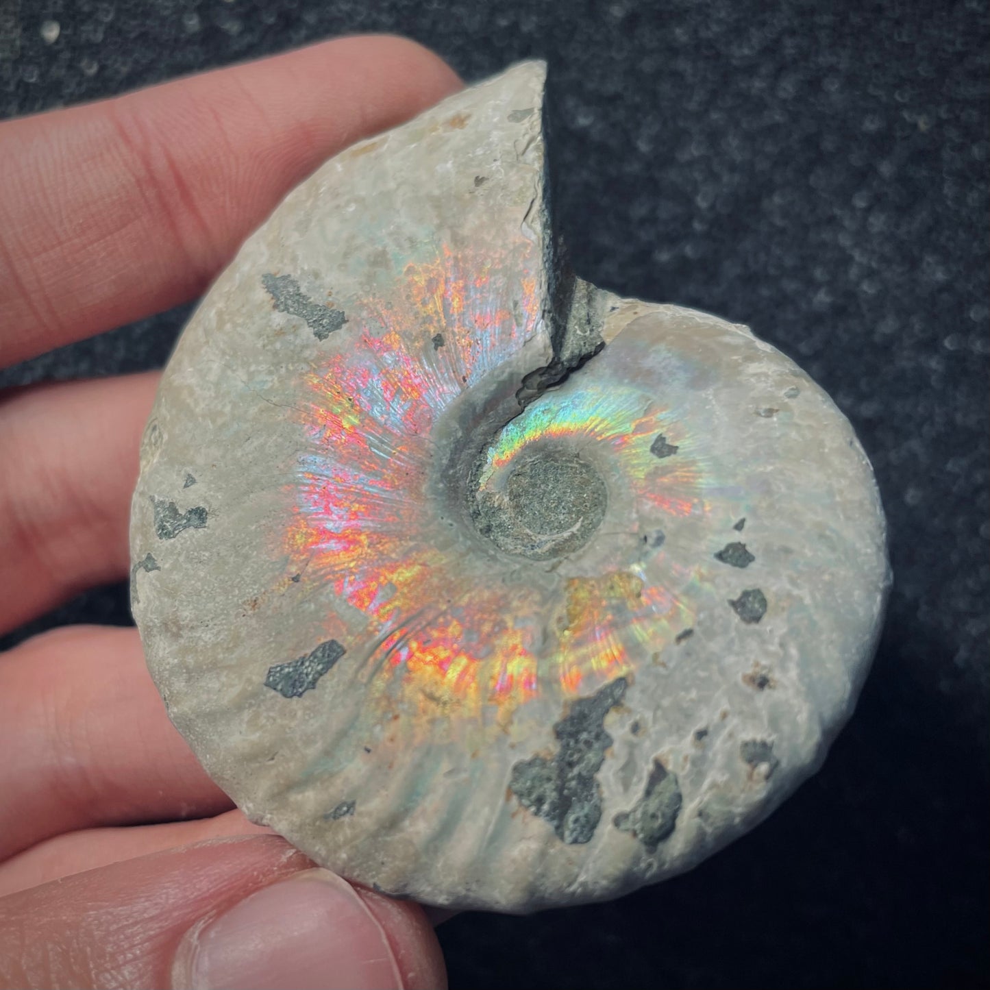F1871 | Ammonite | Cleoniceras sp.
