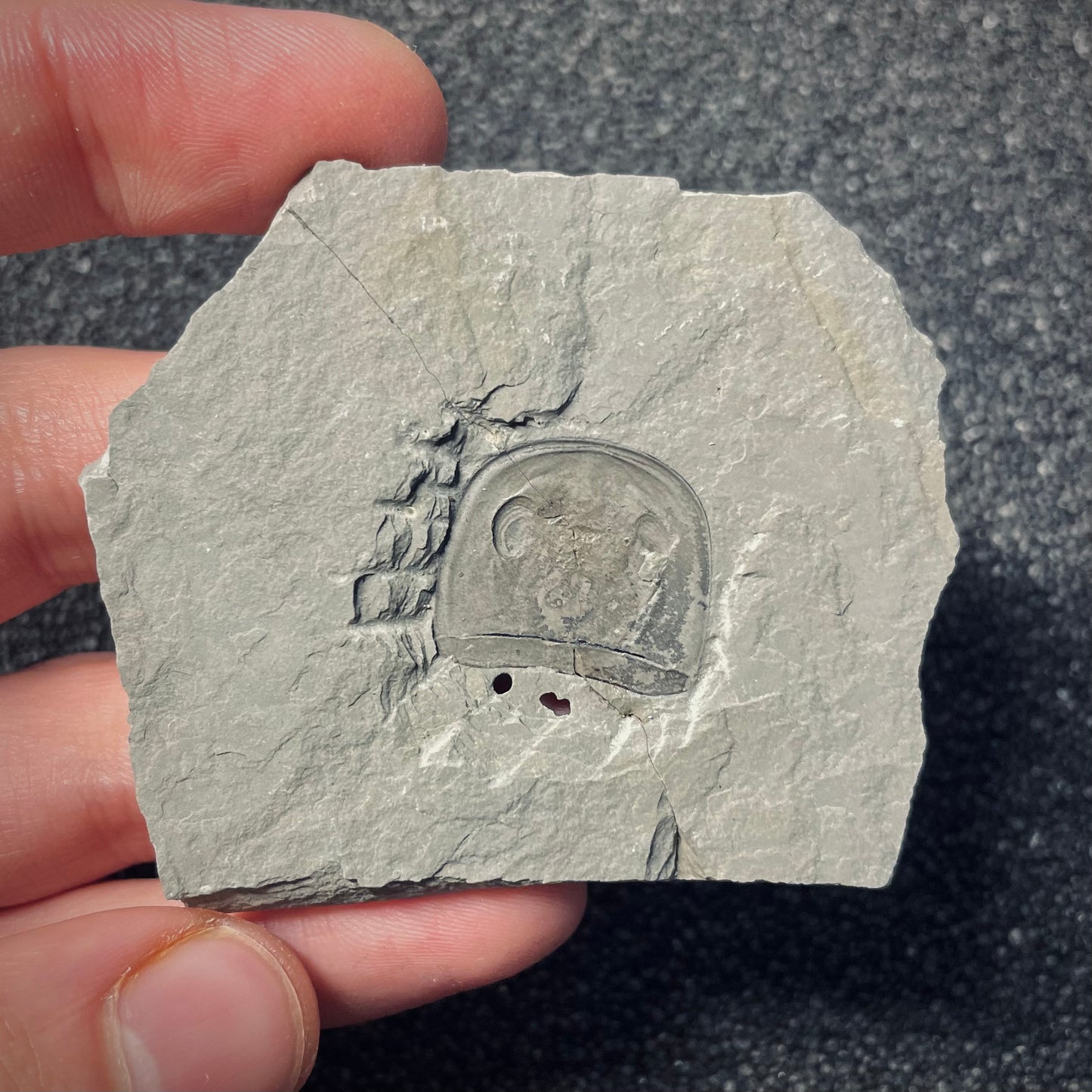 F1864 | Scorpione di mare | Eurypterus tetragonophtalmus