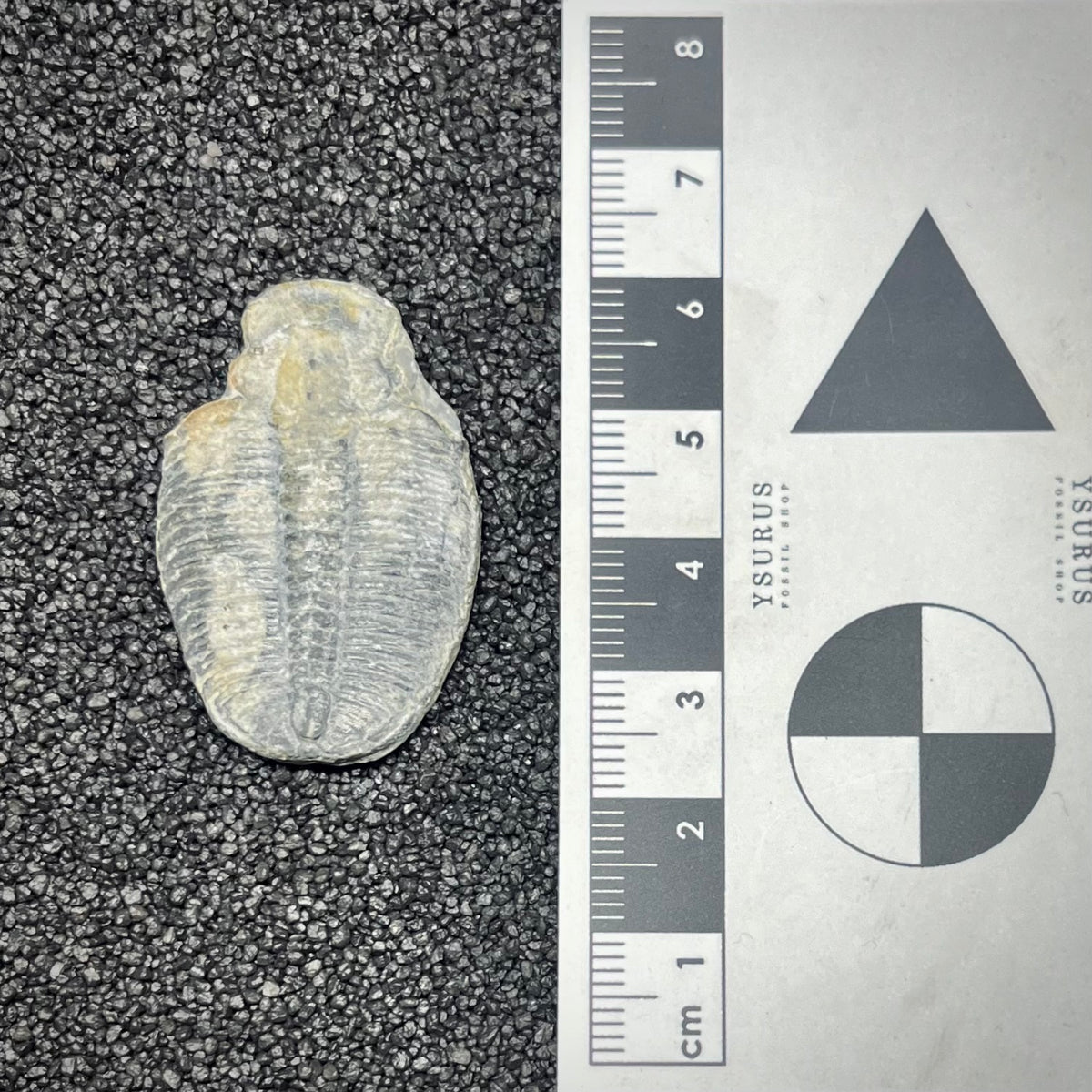 F3015 | Trilobite | Elrathia kingii